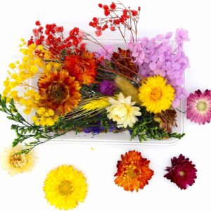 Dry Flower Box - Assorted colour